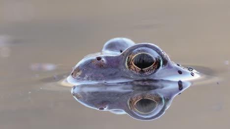 brown frog (rana temporaria) close-up in a pond.