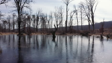 frozen swamp and stern winter wonderland in slovakia, europe - sunny day - backward moving shot