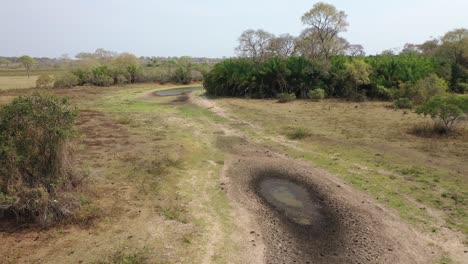 Aerial-view-of-dry-swamp-during-severe-drought-in-Pantanal,-Brazil