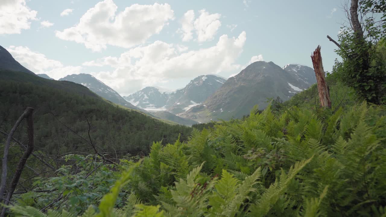 exuberante bosque verde y hermosa cadena montañosa en lyngsdalen noruega - toma amplia