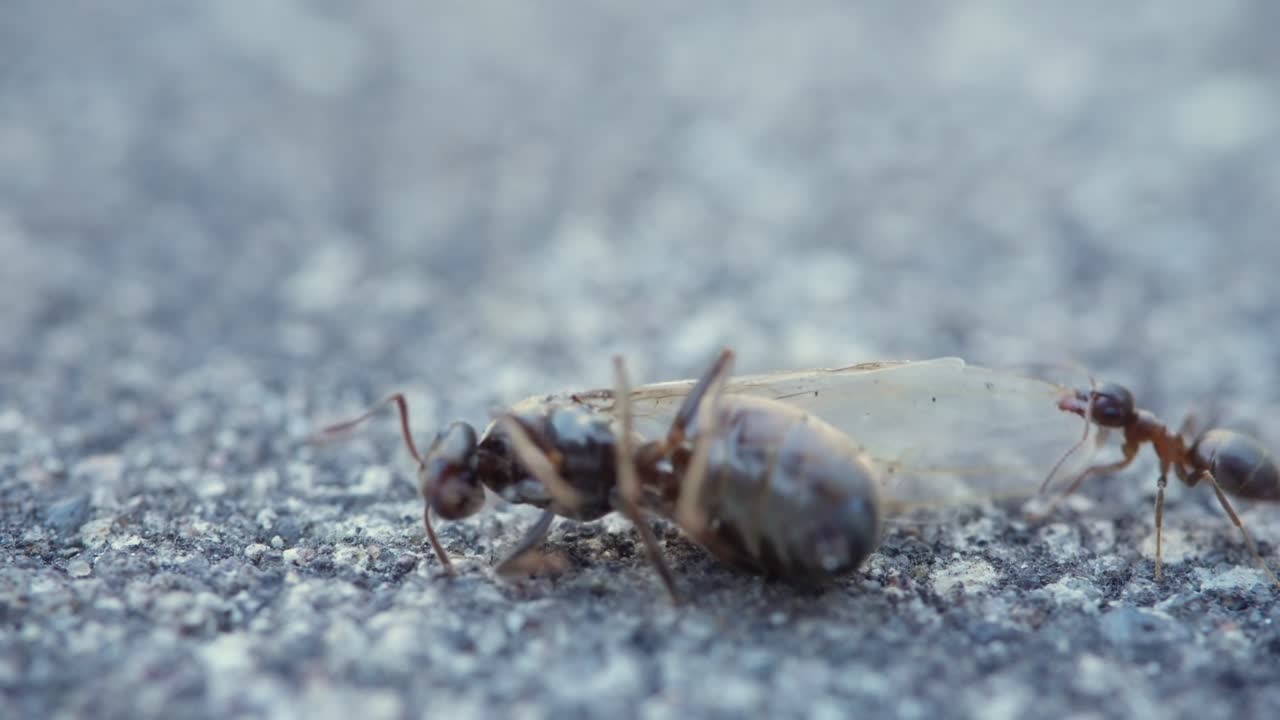 Macro of ant on white-gray textured surface, slow motion focus on crawling movement