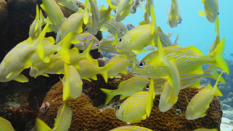 close up of a school of snapper