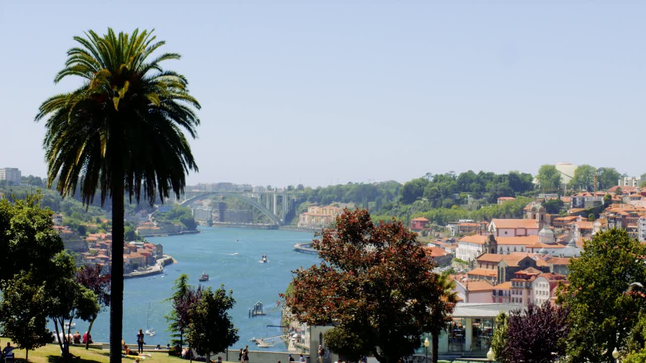 갈매기는 도우로 강과 구시가지 포르토, 포르투갈 4k 시네마틱 느림모 여름 지중해 도시가 내려다보이는 야자수 앞에서 카메라를 통과합니다.