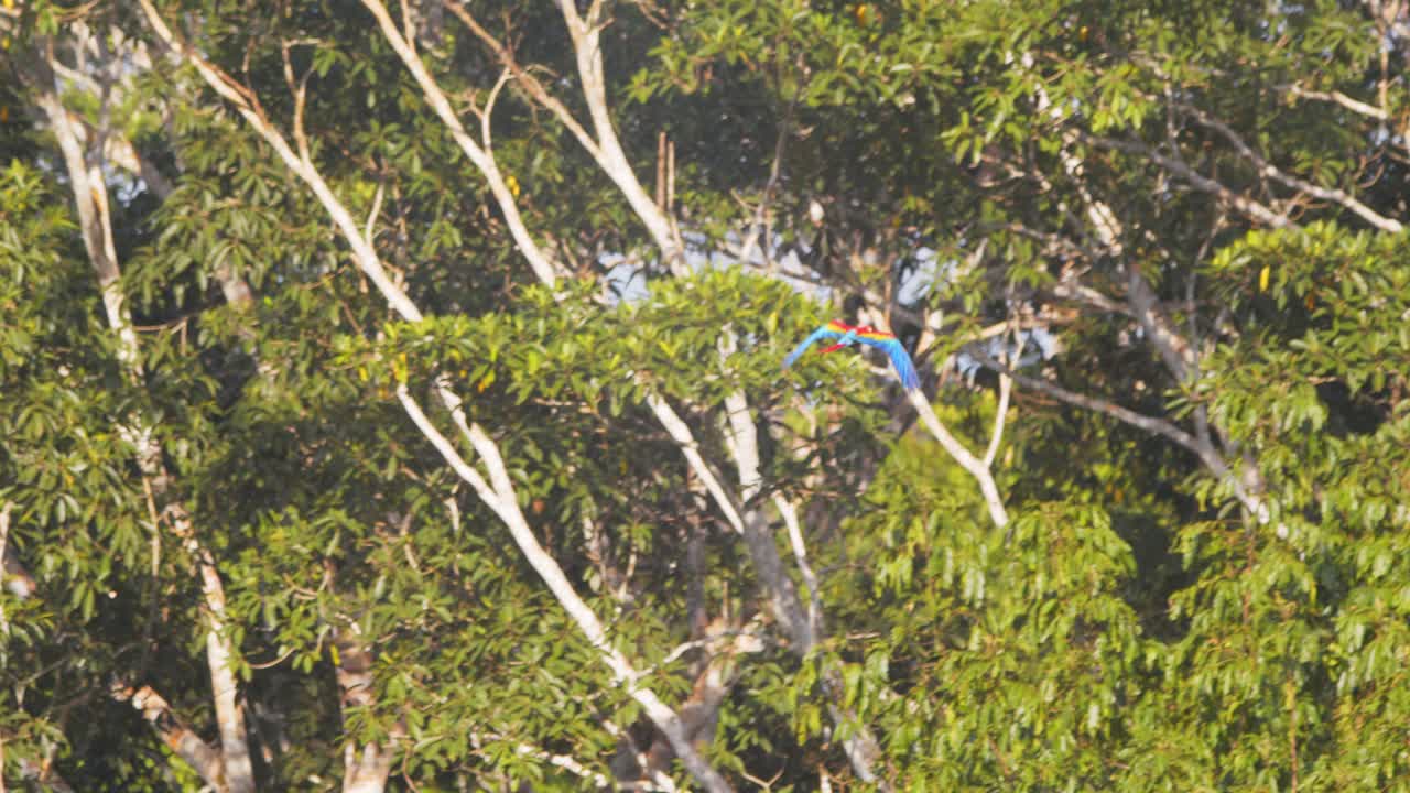 Wide shot of Scarlet Macaw flying into a tree to land high up in the canopy at noon in the Peruvian Rain forest