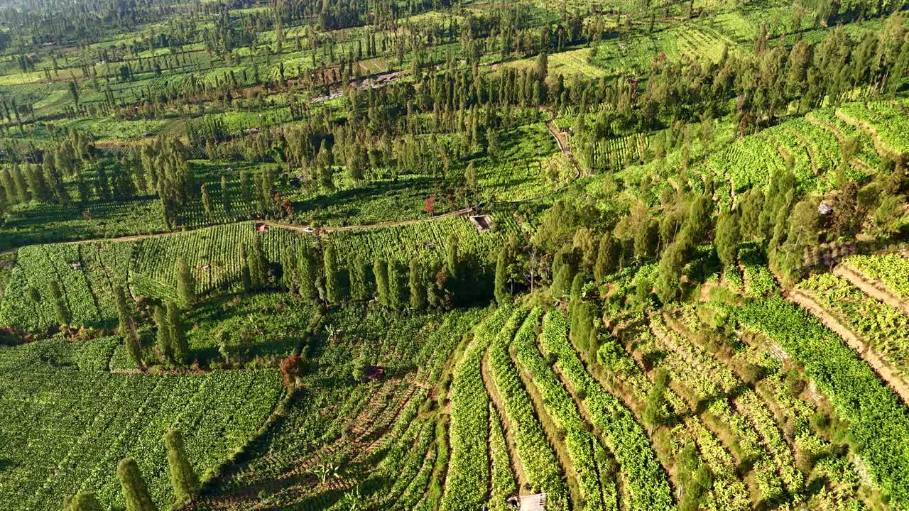 Green scenery of Tobacco plantation in Indonesia. 4K aerial drone view.