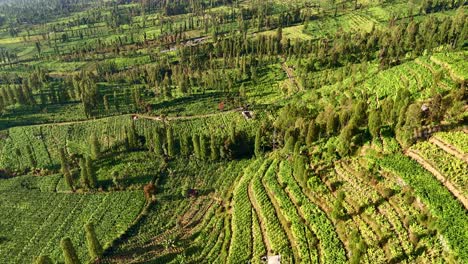 green scenery of tobacco plantation in indonesia. 4k aerial drone view.