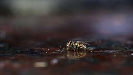 Nahaufnahme-Einer-Stubenfliege,-Die-Reste-Von-Einer-Küchentheke-Aus-Marmor-Isst