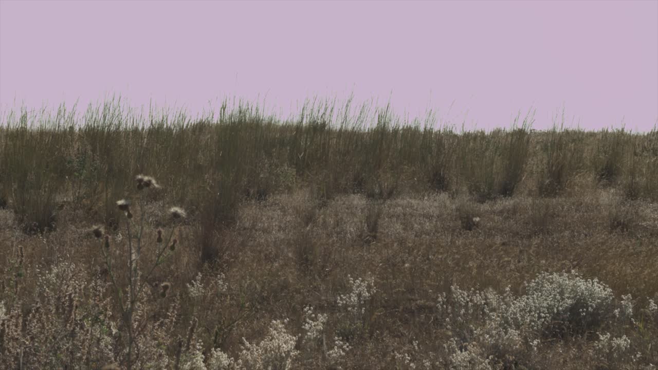 dry desert rocky grassland landscape.