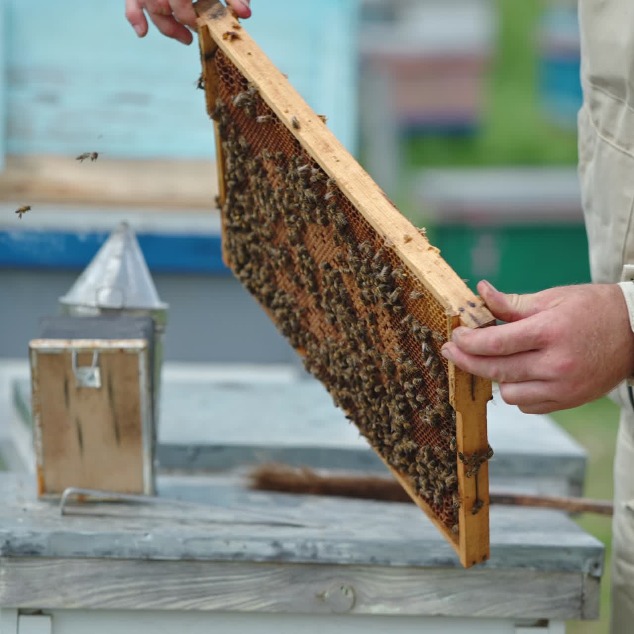 Beekeeping wooden frames with organic honey. Apiarist working with honeycombs
