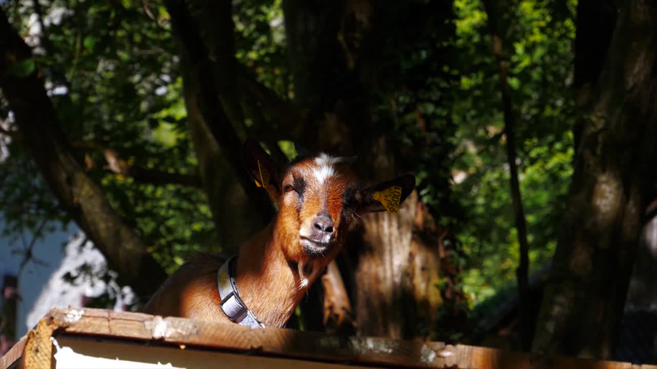 아름다운 갈색 염소가 카메라를 응시하는 동안 숲 뒤 땅과 함께 태양에 앉아 있습니다.