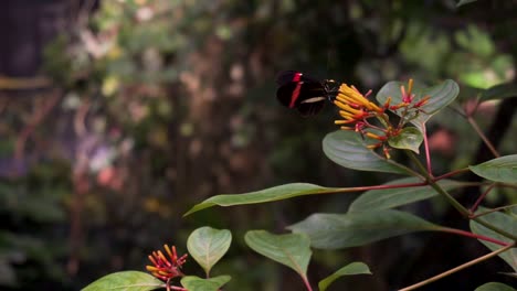 close up shot of a black butterfly with a red stripe on its wings as it sits on a yellow flower and moves its wings, butterfly in the tropical rainforest of the academy of sciences in san francisco