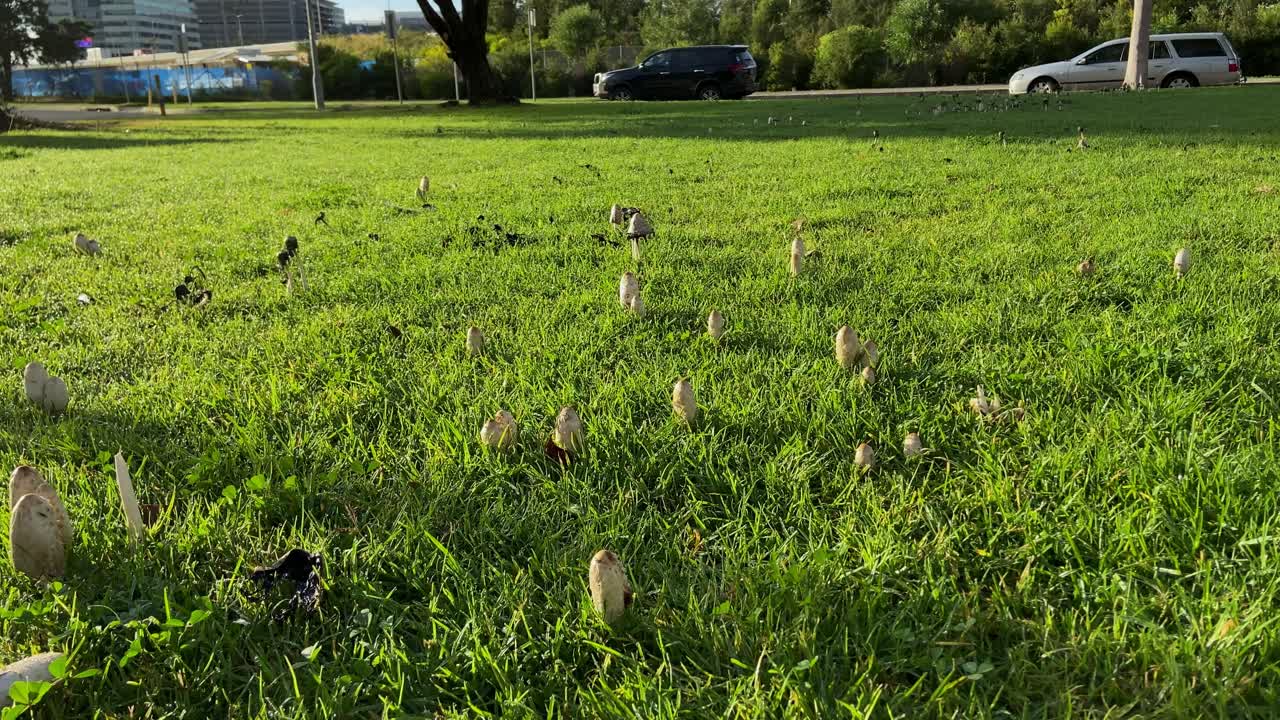 화창한 날 공원 도로 옆 푸른 잔디에 있는 야생 버섯