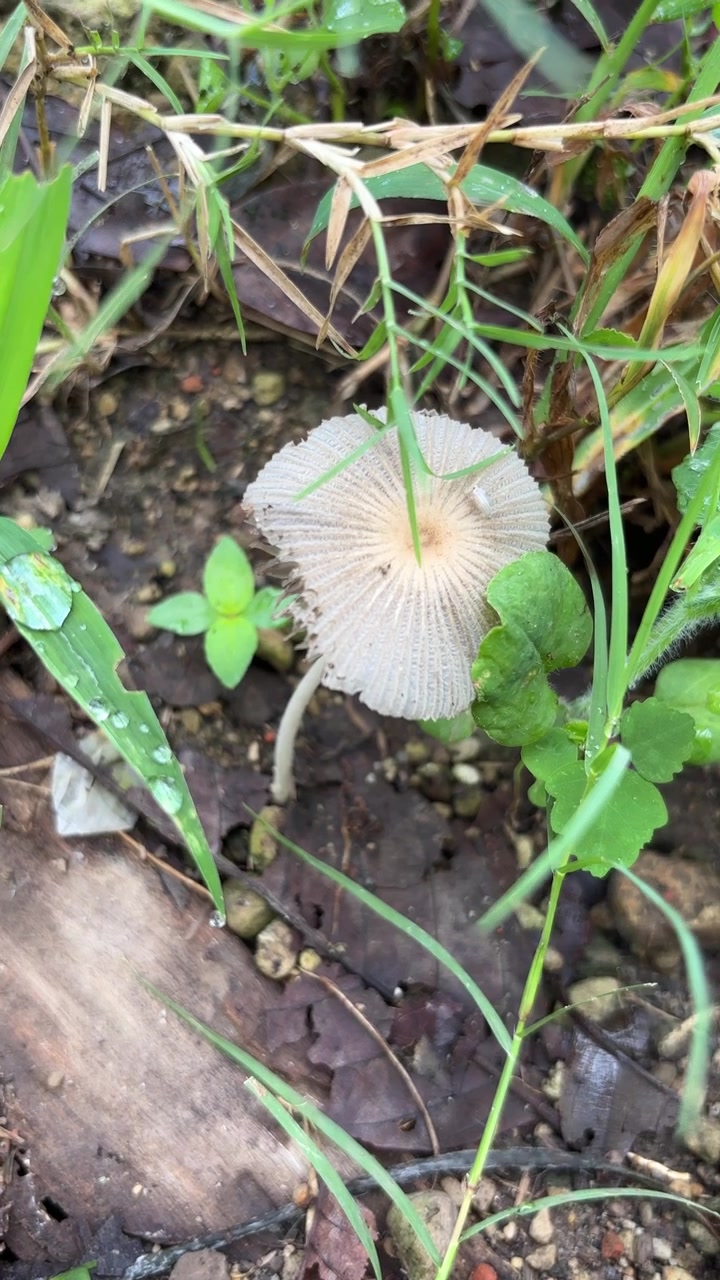 Close-Up of a Small Mushroom with a Grasshopper on its Cap