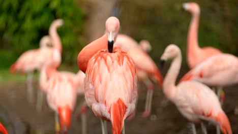 a bright pink chilean flamingo in centre frame preens its feathers on its back as other flamingos walk around in the background