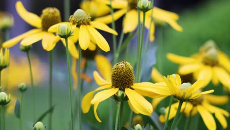 las flores amarillas vibrantes se balancean suavemente en la brisa