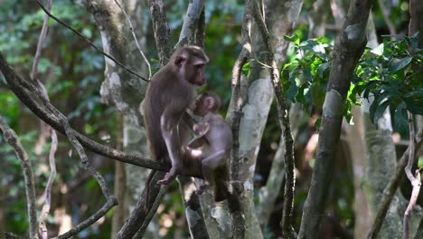 el macaco de cola de cerdo del norte es un primate que se encuentra comúnmente en el parque nacional de khao yai, aunque es una especie vulnerable