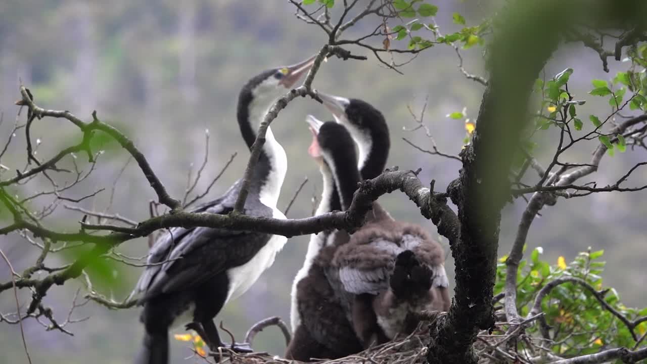 tres grandes polluelos de cormorán de varios colores le ruegan a mamá que los alimente en el nido