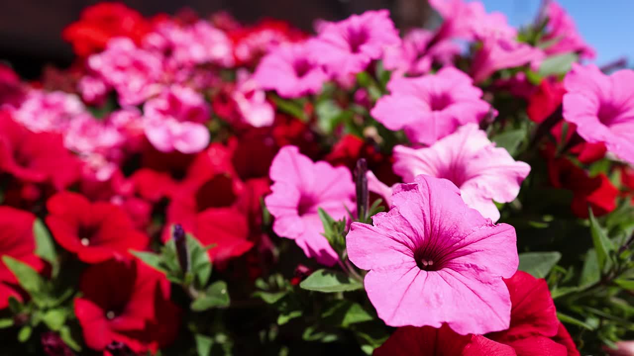 petunias rosadas y rojas en plena floración
