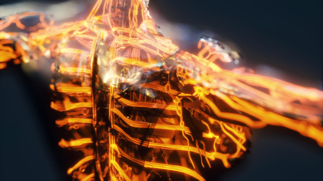 Visualization of human blood vessels veins and arteries