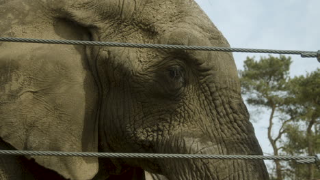 Un-Primer-Plano-De-La-Cabeza-De-Un-Elefante-Mientras-Permanece-En-Su-Recinto