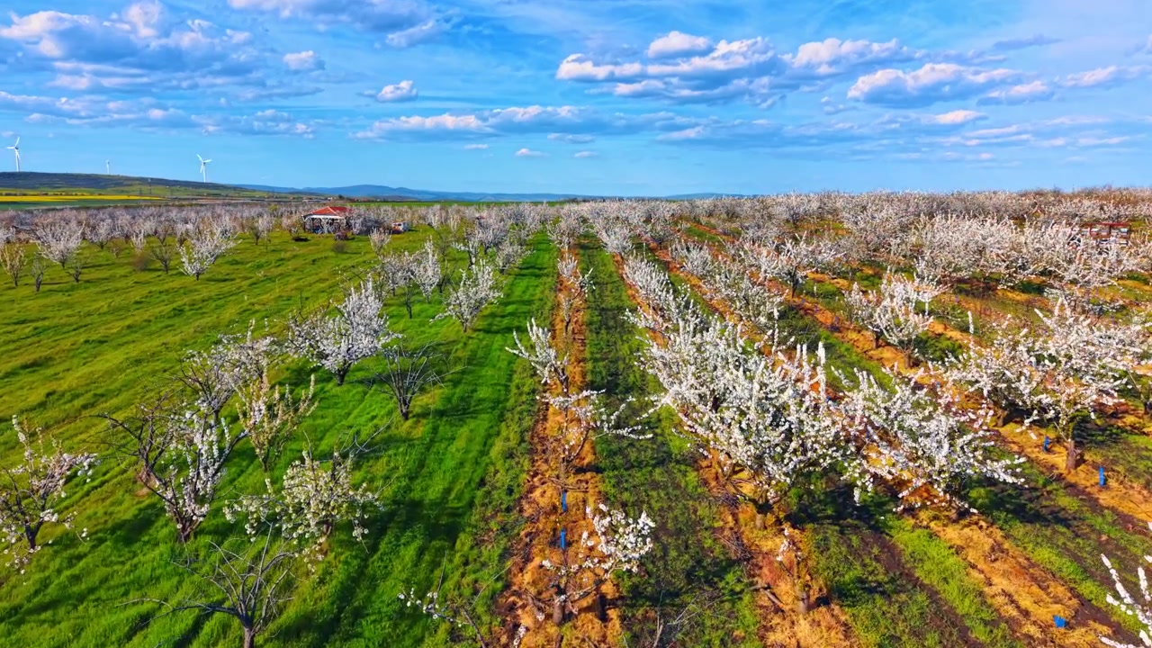 Vista aerea di filari di frutteto in fiore e turbine eoliche. Ripresa con drone di alberi da frutto in fiore in filari accanto a campi verdi con turbine eoliche sullo sfondo
