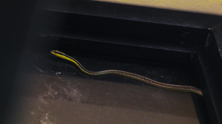 A curious bronze back tree-snake slithers on top of a window on a gloomy day