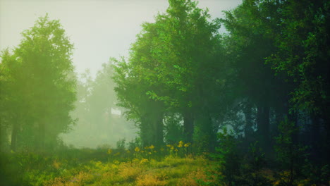 camino del bosque de niebla