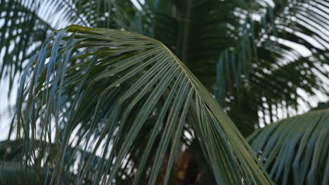 coconut tree leaves on a windy day. - close up shot