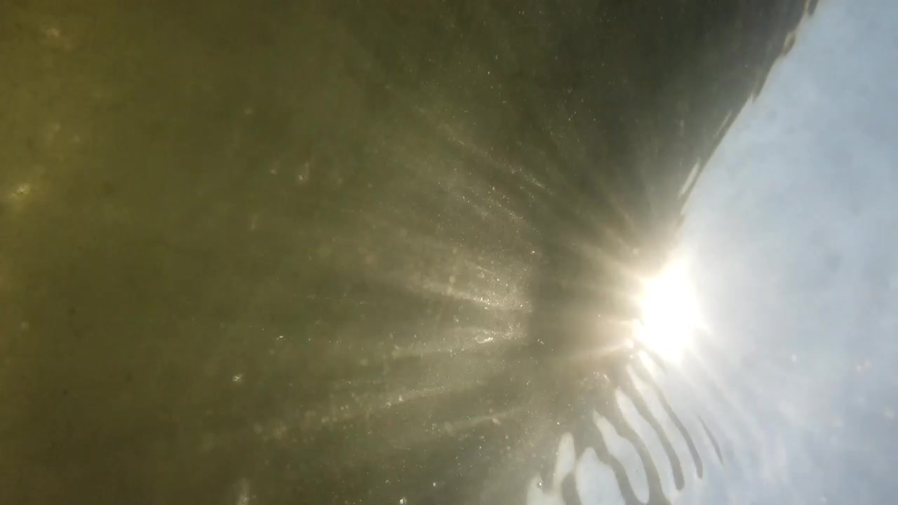 Água-viva subaquática no mar. Espécie de água-viva Rhizostoma pulmo