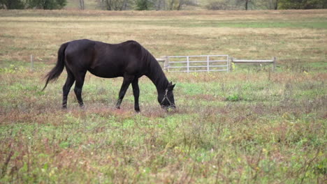 dark brown horse grazes in russet colored pasture