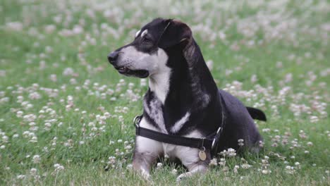 un perro feliz relajándose en la hierba en un cálido día de verano