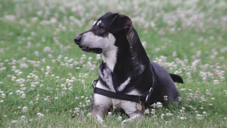 a happy dog relaxing in the grass on a warm summer's day