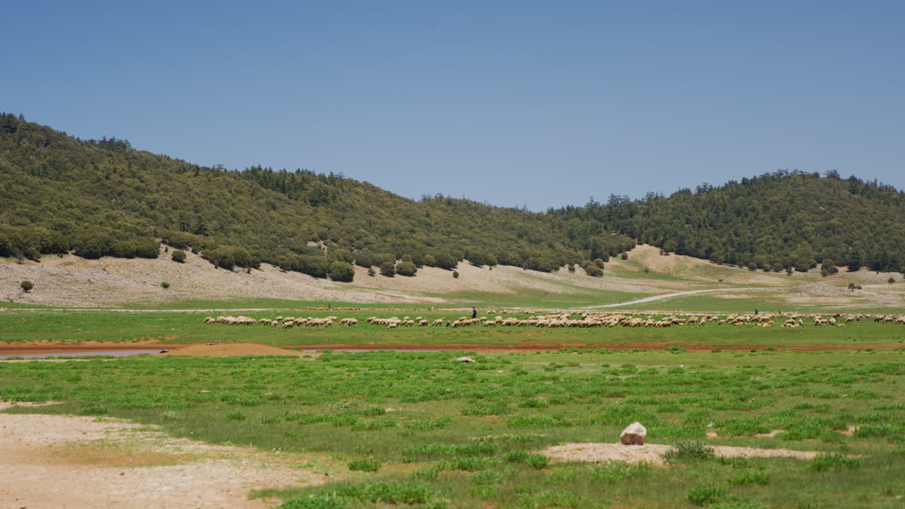 모로코 페즈 근처의 푸른 계곡에서 목자와 양 떼