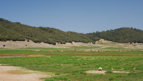 Eine-Schafherde-Mit-Einem-Hirten-In-Einem-Grünen-Tal-In-Der-Nähe-Von-Fes,-Marokko