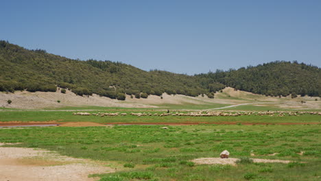 A-herd-of-sheep-with-a-shepherd-in-a-green-valley-near-Fez,-Morocco