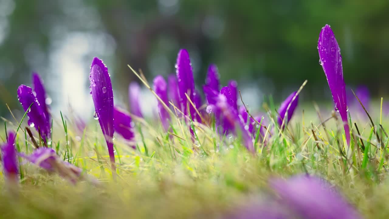 lluvia matutina sobre flores silvestres crocus y pasto verde en la montaña