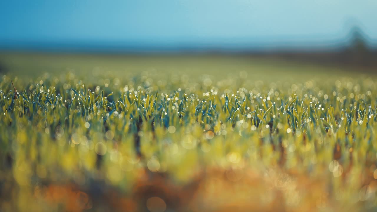 Spiky sprouts beaded with morning dew and backlit by the warm morning sun in the macro shot