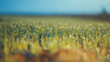 Spiky-sprouts-beaded-with-morning-dew-and-backlit-by-the-warm-morning-sun-in-the-macro-shot