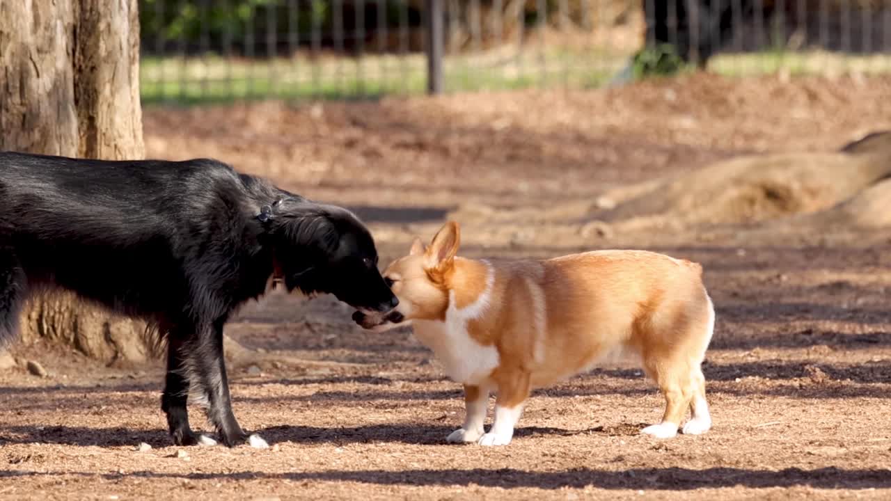A corgi and a black dog engage in a curious sniffing interaction in a sunny park setting.