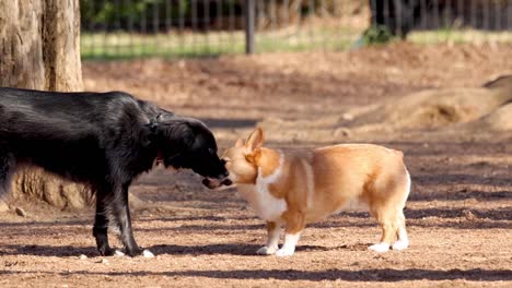 a corgi and a black dog engage in a curious sniffing interaction in a sunny park setting.