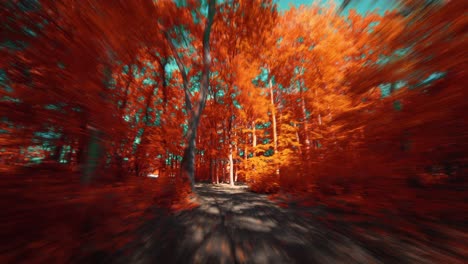 a hypnotic dive into an enchanted forest, where trees haven't yet dropped their leaves, so the shadows are slowly expanding their silhouettes on the trails