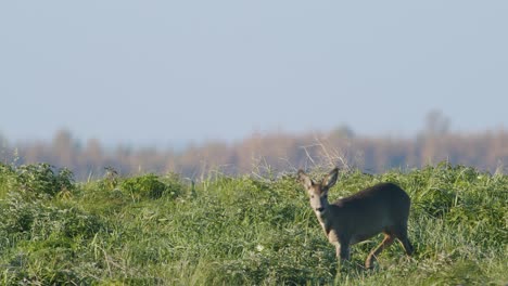 Common-wild-roe-deer-perfect-closeup-on-meadow-pasture-autumn-golden-hour-light