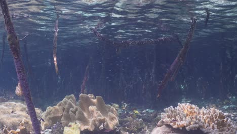 Mangroves-underwater-and-corals-in-shallow-water-in-Raja-Ampat