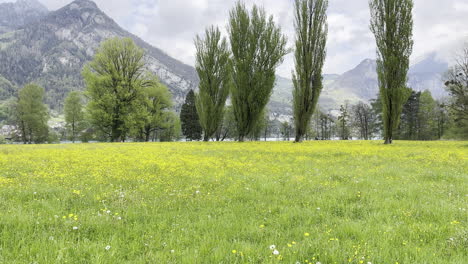 vista de un magnífico campo de flores amarillas con lago y montañas en el fondo