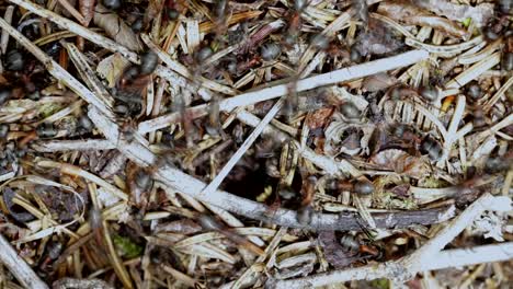 wild ant hill in the forest closeup