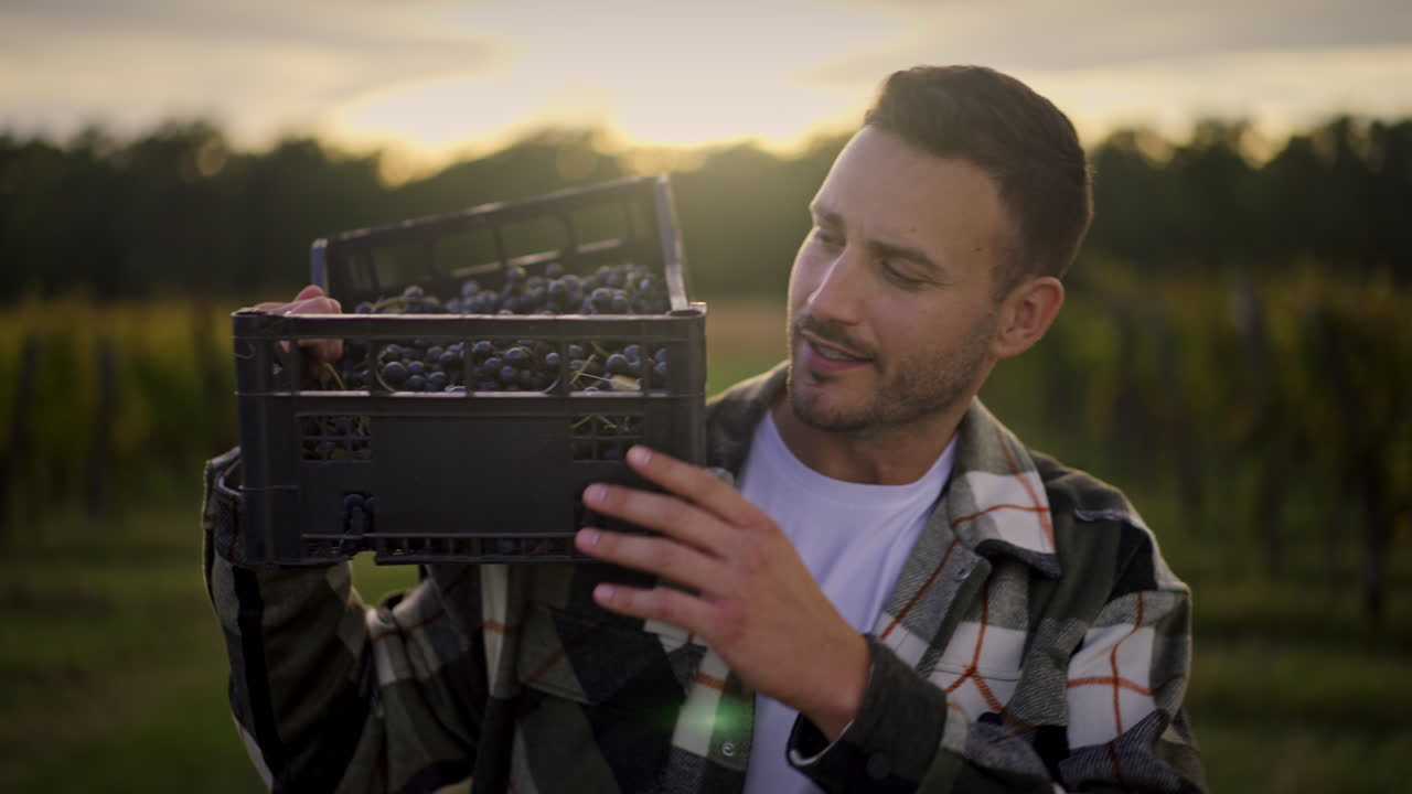 Man harvesting grapes in vineyard