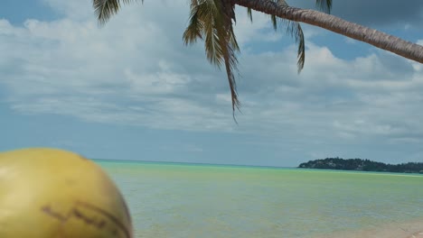 Close-up-transition-view-of-green-coconut-to-palm-tree-with-shaking-leaves-on-wind