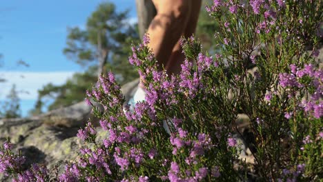 mujer caminando en el bosque rural pasando por la flor violeta calluna