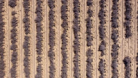 aerial view looking down over rows of dead orchard trees on central valley, california farmland