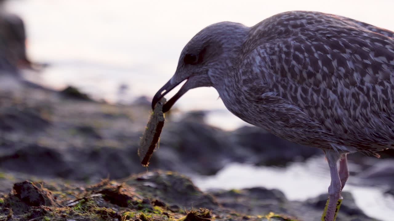 Close-up of a juvenile seagull with a yellow leg band feeding on rocky shoreline
